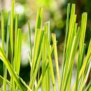Lemon Grass
