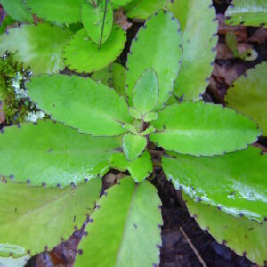 Leaf of life, Also known as Kalanchoe pinnata, cathedral bells, air plant, life plant, miracle leaf, Goethe plant, and love bush