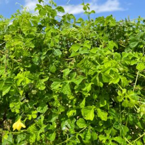 Bitter melon vine