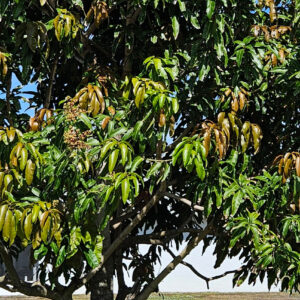 Mano leaf is very beneficial to the body!